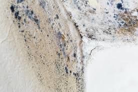 Mold Remediation for Rental Properties in North Bonneville, WA